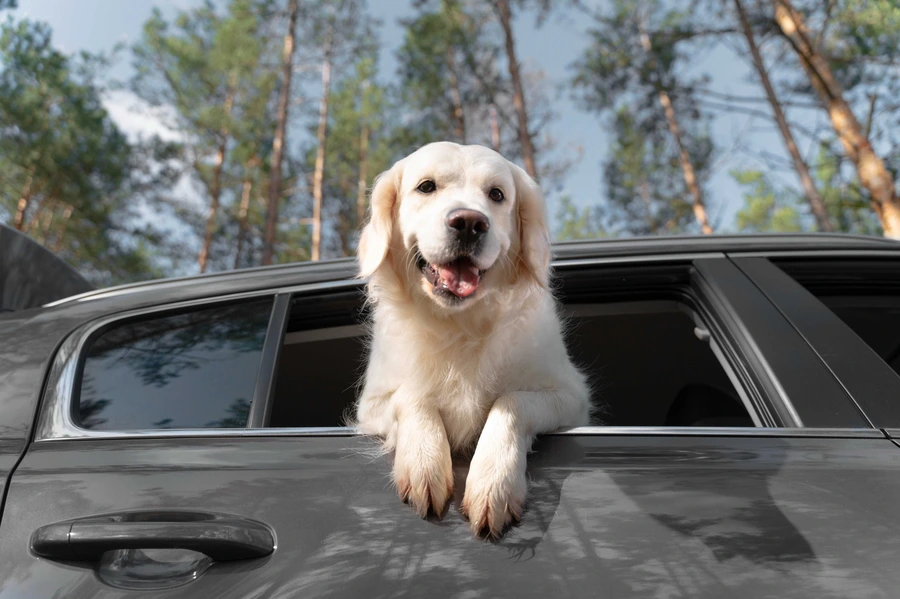 Sharing the Ride With Your Furry Friend - Tips for Riding in the Car With Your Pet