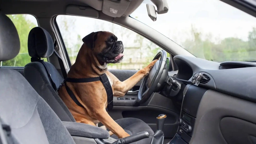 Sharing the Ride With Your Furry Friend - Tips for Riding in the Car With Your Pet