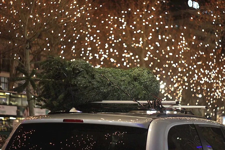 Tips for Bringing Home Your Christmas Tree