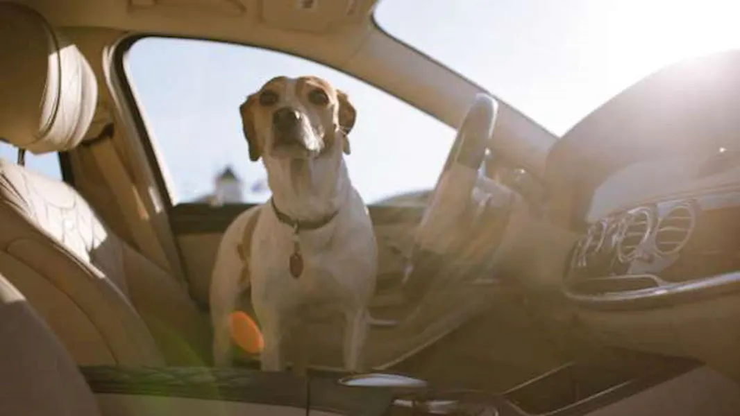 Drivers Want To Record Their Car And Protect Their Dogs: Google