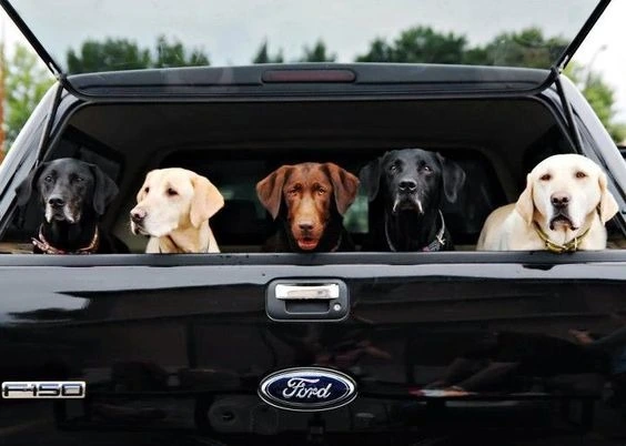 Car Buying for Pet Owners: What to Look for in a Pet-Friendly Vehicle