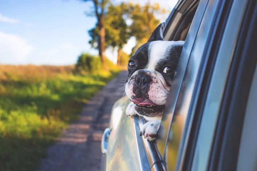 A Spring Break Road Trip with Your Dog!