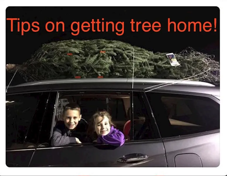 Tips for Bringing Home Your Christmas Tree