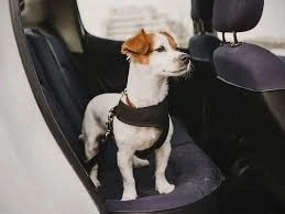 Car Buying for Pet Owners: What to Look for in a Pet-Friendly Vehicle