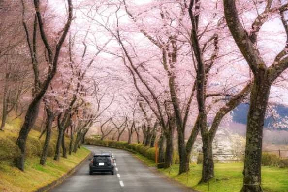 Springtime Tips for Your Car