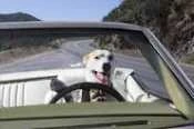 Summer Road Trip Tips With Your Dog: Ensuring a Paws-itive Journey