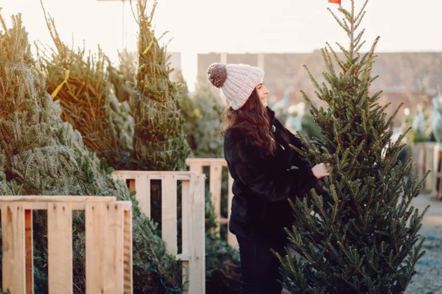 Tips for Bringing Your Christmas Tree Home for the Holidays
