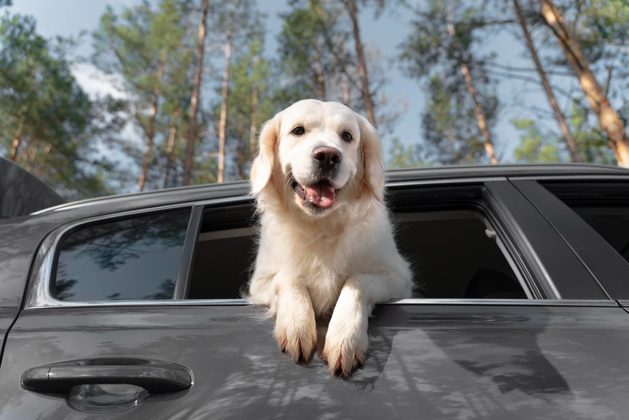 Car Buying for Pet Owners: What to Look for in a Pet-Friendly Vehicle