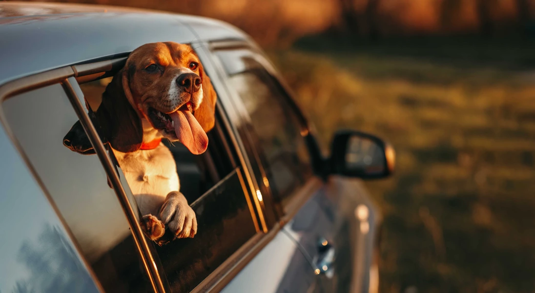 Summer Road Trip Tips With Your Dog: Ensuring a Paws-itive Journey