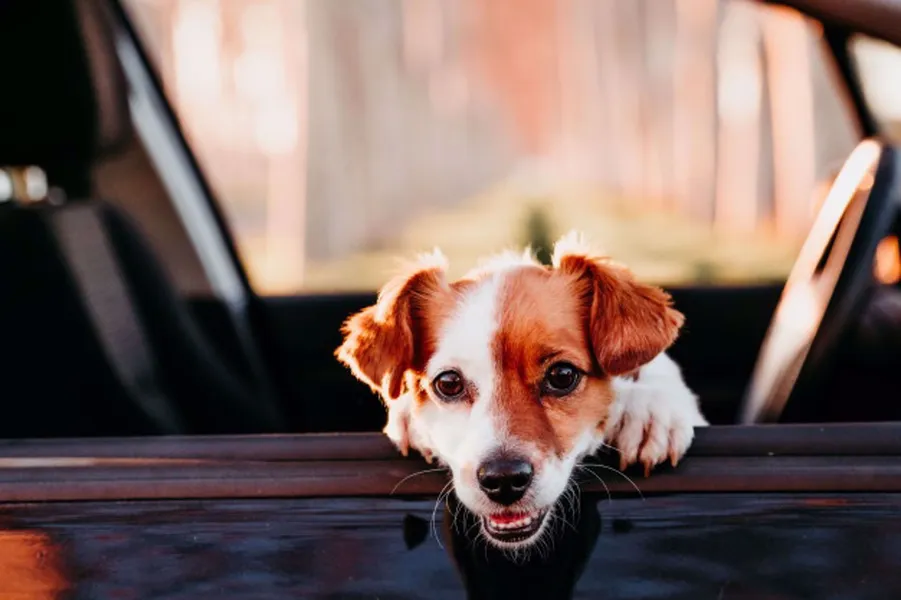 Sharing the Car Love With Your Furry Friend!