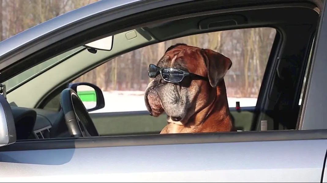 Tips for Driving with Your Favorite Furry Friend