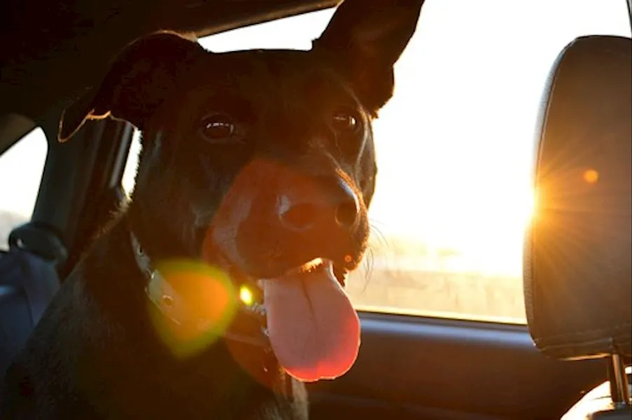 A Checklist When Going on A Spring Break Road Trip with Your Dog!