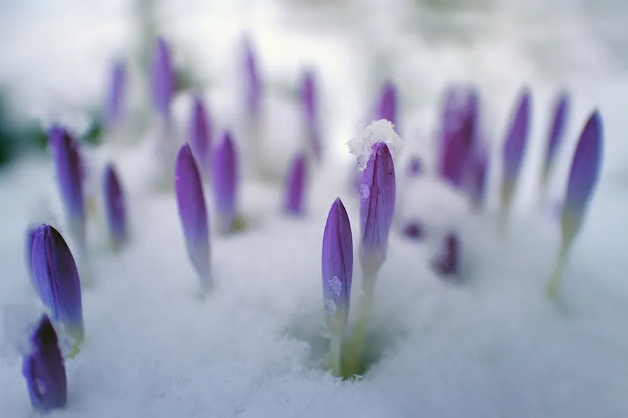 Is It Spring Yet? Preparing Your Car for Spring Weather