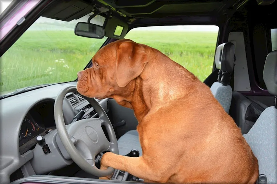 Tips for Driving with Your Favorite Furry Friend